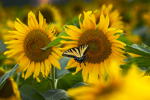 Field of Gold
