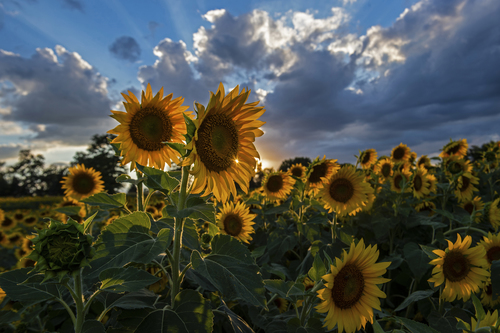 Sunflower Sunset