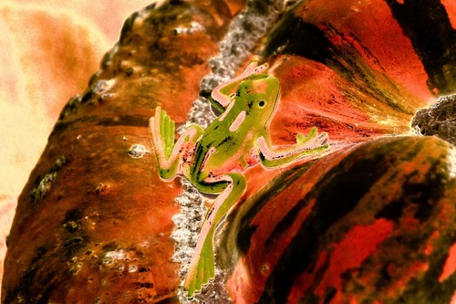 'Fukushima Frog'