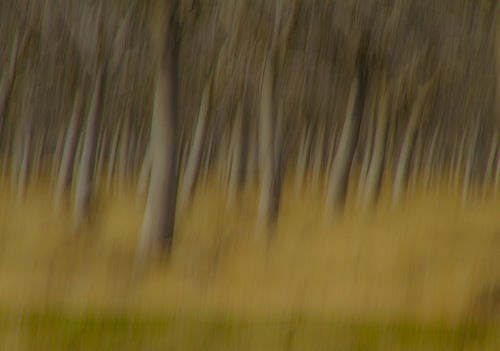 Dancing With Nature