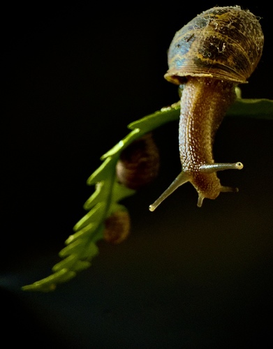 Escargot