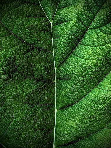 Leaf