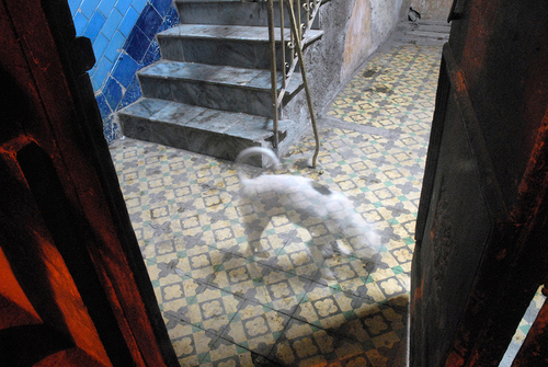Ghost Dog