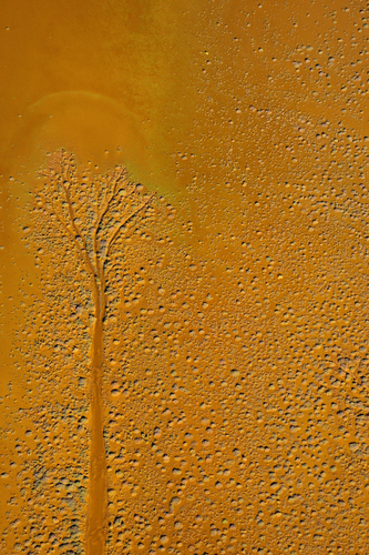 Orange Tree