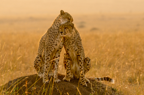 Tenderness In The Bush