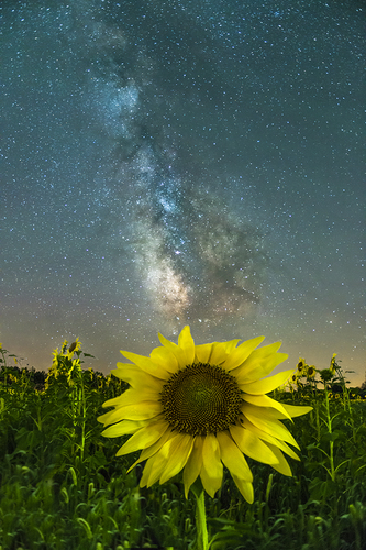Celestial Bloom
