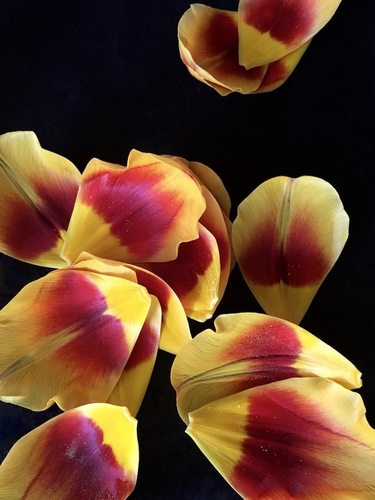 Tulip Petal Cascade
