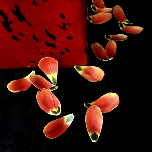 Tulip Petals Illumined Release