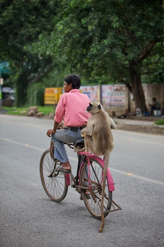 Monkey See, Monkey Do