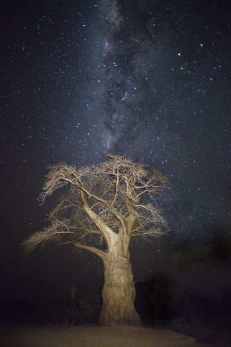 Baobob Tree