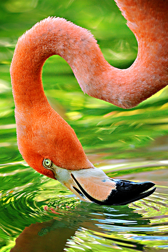 Flamingo Eye