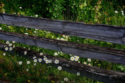 Daisies