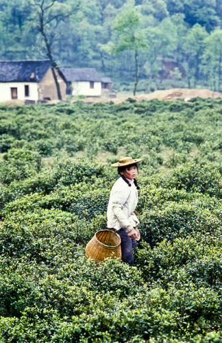 Tea Harvest