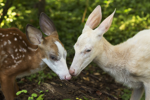 Best Friends