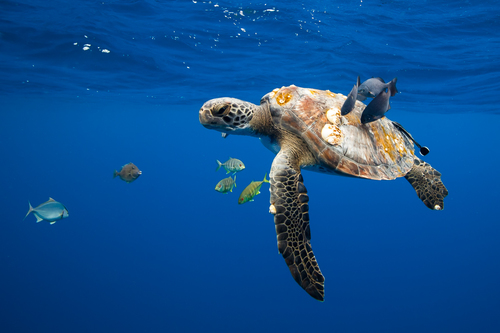 Sea Turtle in Cleaning Station