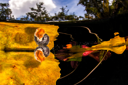 Cenote Dos Ojos