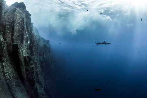 Shark at Roca Partida