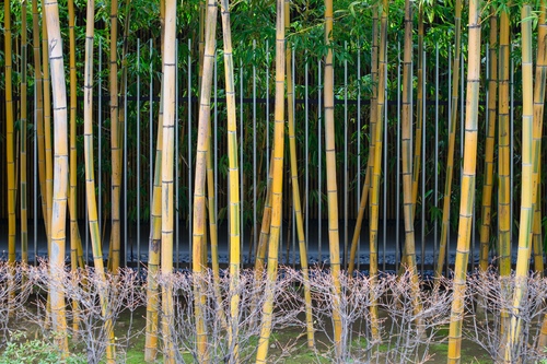 Bamboo