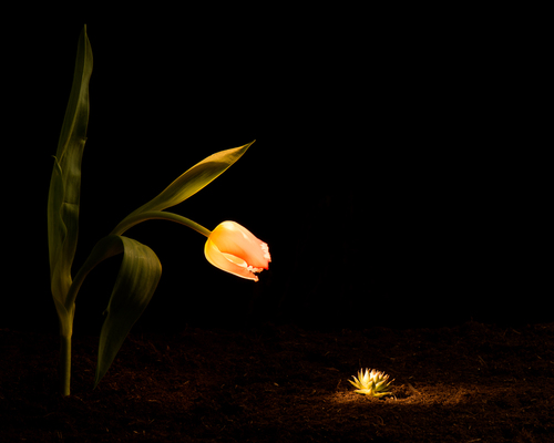 Spotlight