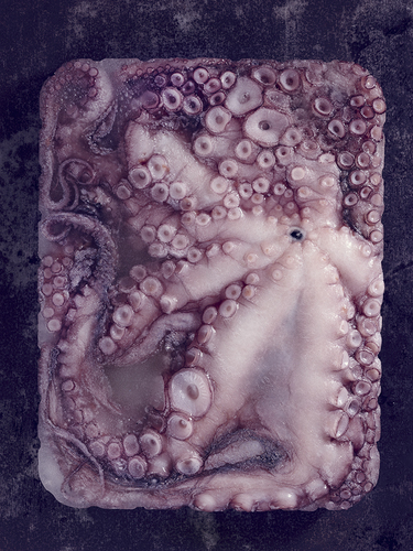 Frozen Octopus