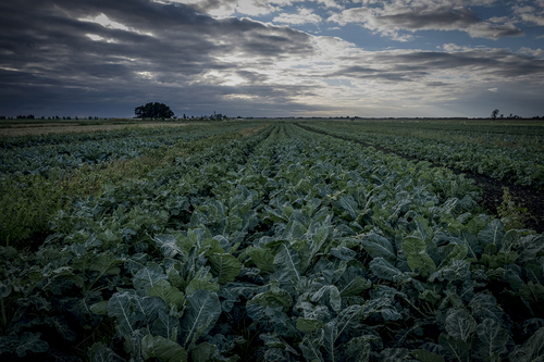 Cavolo Nero growing in Tuscany