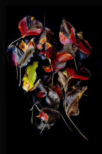Autumn Colors #2
