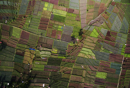 Aerial View of Onion Field