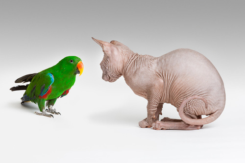 Sphinx and bird