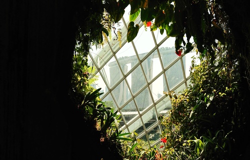 Cloud Forest 