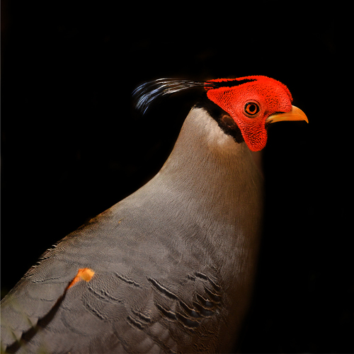 Fireback Pheasant