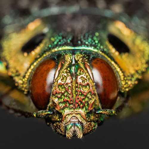 Closeup