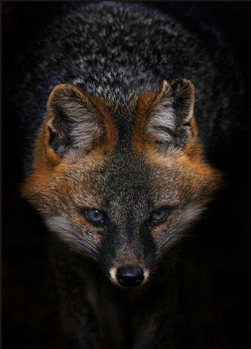 Fox