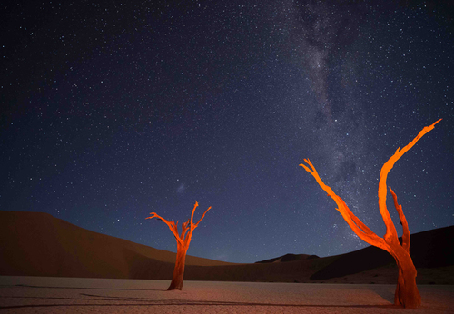 African Night and Dead Trees