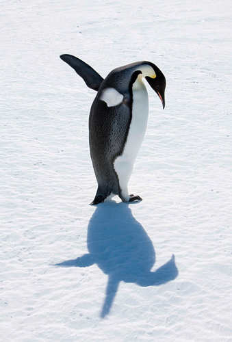 EmperorSilhouette