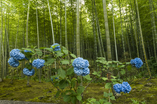 Kyoto Garden