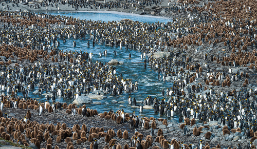King Penguin Gathering