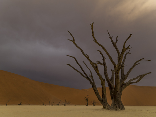 Deadvlei Late Evening