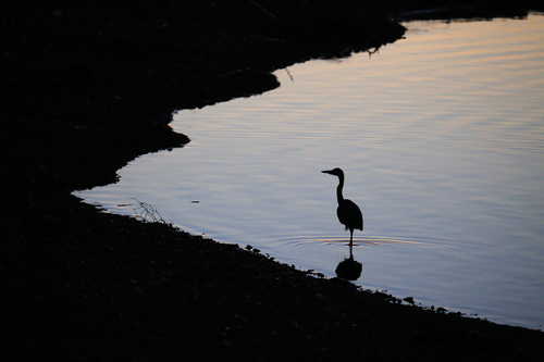 The Lone Heron