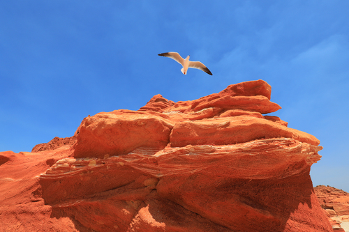 Fly to Mars
