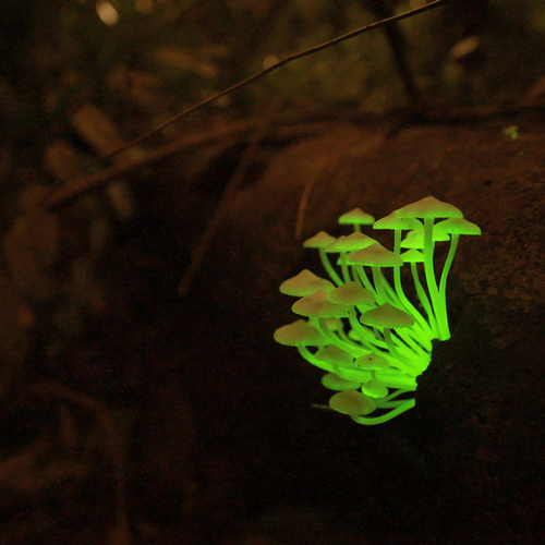 Magic Mushrooms