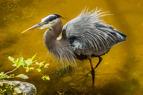 Great Blue Heron