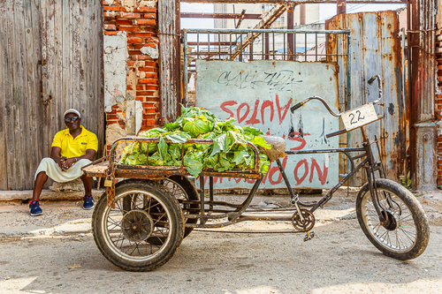 The lettuce vendor