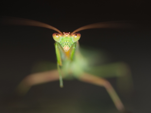 Preying Mantis