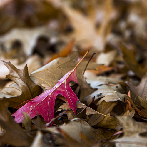 Autumn Isolation