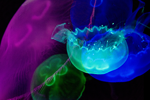 Jellies