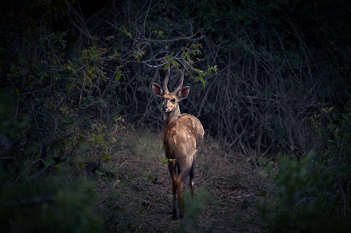 Raphicerus Campestris
