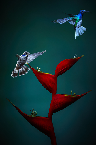 White Necked Jacobin Hummingbird