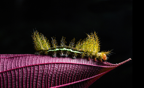Caterpillar