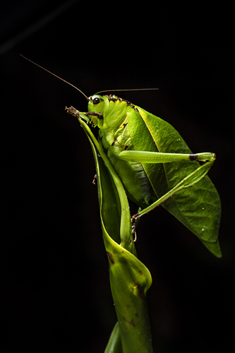 Grasshopper