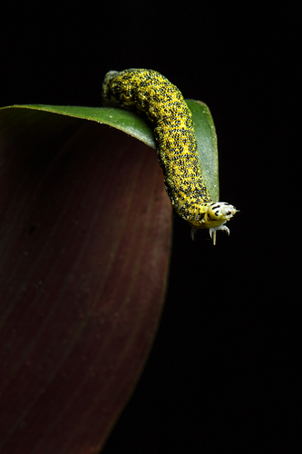 Yellow Caterpillar